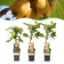 Green boutiQ - Obstpflanze - Actinidia Weiki & Golden Kiwi - Kiwi-Pflanze - 1 Männlich - 2 Weiblich - Pflanzen - Gelb - Topf 15cm - Höhe 50cm Bild 1