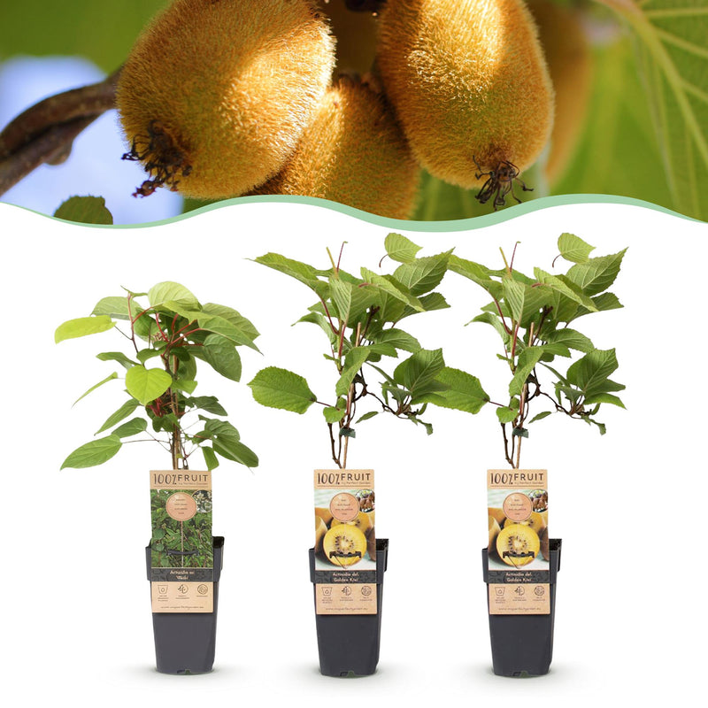 Green boutiQ - Obstpflanze - Actinidia Weiki & Golden Kiwi - Kiwi-Pflanze - 1 Männlich - 2 Weiblich - Pflanzen - Gelb - Topf 15cm - Höhe 50cm