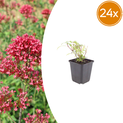 24x Rote Spornblume (Centranthus ruber 'Coccineus'), 10-25cm