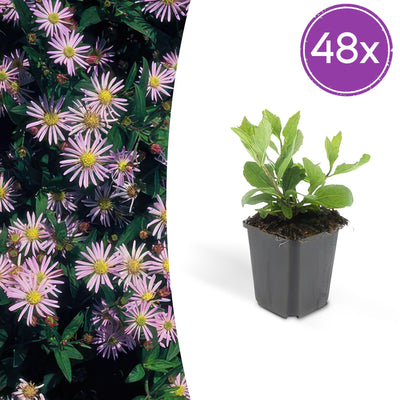 48x Aster ageratoides 'Asran' - Hellblaue Herbstblüte, 10-25cm Topf Ø9cm