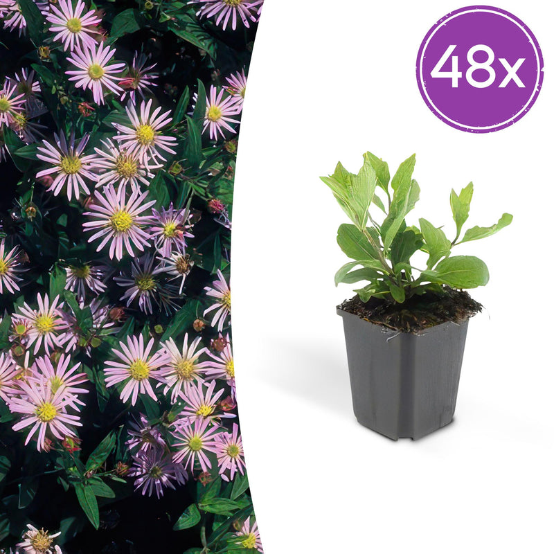 48x Aster ageratoides 'Asran' - Hellblaue Herbstblüte, 10-25cm Topf Ø9cm