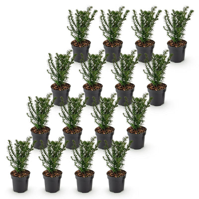 Green boutiQ - 16x Taxus baccata - Eibe - Heckenpflanzen - Immergrün - Grün - Topf 9cm - Höhe 20-30cm