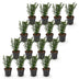 Green boutiQ - 16x Taxus baccata - Eibe - Heckenpflanzen - Immergrün - Grün - Topf 9cm - Höhe 20-30cm Bild 2