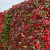 GreenboutiQ Wilde Wein 'Engelmannii' - 2x Kletterpflanze, Rotfärbung Bild 5