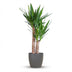 Yucca Elephantipes, 90cm, im schwarzen Bio-Topf Bild 1