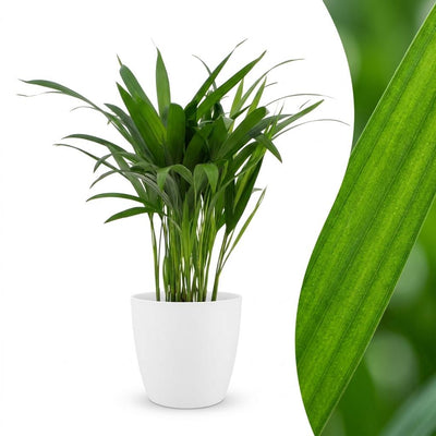 Green boutiQ - Areca Lutescens - Goldfruchtpalme - 1 Plant - mit Potter Wit - Topf 12cm - Höhe - 45cm