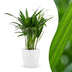 Green boutiQ - Areca Lutescens - Goldfruchtpalme - 1 Plant - mit Potter Wit - Topf 12cm - Höhe - 45cm Bild 1