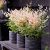 Nandina Twilight Strauch - Immergrün, bunt & pflegeleicht (Topf 17cm) Bild 6
