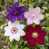 12x Clematis Rainbow - Waldrebe Rainbow - Lila - Rot - Rosa - Weiß - Kletterpflanze - Ø9cm - ↕35cm Bild 3
