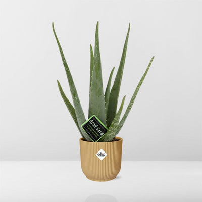 Aloe Vera Pflanze im gelben ELHO Vibes Fold Topf (12cm)