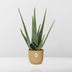 Aloe Vera Pflanze im gelben ELHO Vibes Fold Topf (12cm) Bild 6