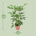 Schefflera Actinophylla 'Amate' – Schirmbaum Ø24cm H100cm Bild 2