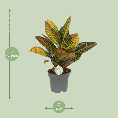 Croton Petra Zimmerpflanze: Farbenfrohes Laub, Ø17cm, H45cm