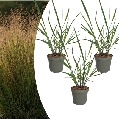 3x Panicum virgatum „Rotstrahlbusch“ – Ziergras mit warmen Herbstfarben | Topfgröße 12 cm