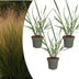 3x Panicum virgatum „Rotstrahlbusch“ – Ziergras mit warmen Herbstfarben | Topfgröße 12 cm Bild 1