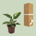 Philodendron White Princess - Topf Ø12cm, Höhe 25cm Bild 4