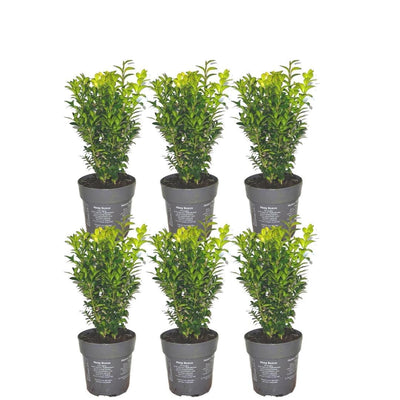 Buchsbaum Heckenpflanze Buxus Sempervirens 20cm hoch, 6er Pack