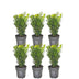 Buchsbaum Heckenpflanze Buxus Sempervirens 20cm hoch, 6er Pack Bild 1