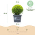 GreenboutiQ Buxus Kugel (30cm) - Mehltau-resistent, pflegeleicht Bild 3