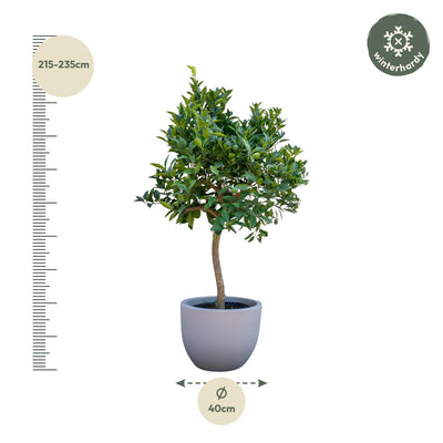 Sinaasappelboom (Orangenbaum) - 200 cm - Ø40 cm Topf
