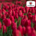 Tulpenbollen Ile de France – 20 Stück | KH Bloembollen® | Dieprode Tulp – Klassiek, Krachtig & Elegant – Voor Tuin of Pot – Maat 11/12 – Vers van de Teler Bild 6