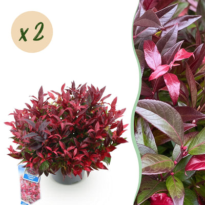 GreenboutiQ - Garden Plant - Leucothoe Zeblid - Red - 2 Plants - Evergreen - Low Maintenance - Pot 17cm Height 45cm