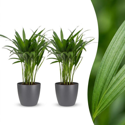Green boutiQ - Areca Lutescens - Butterfly Palm - 2 Plants - with Grey Pot - Pot 12cm - Height - 45cm