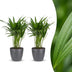 Green boutiQ - Areca Lutescens - Goldfruchtpalme - 2 Pflanzen - met Potter Grijs - Pot 12cm - Hoogte - 45cm Bild 1