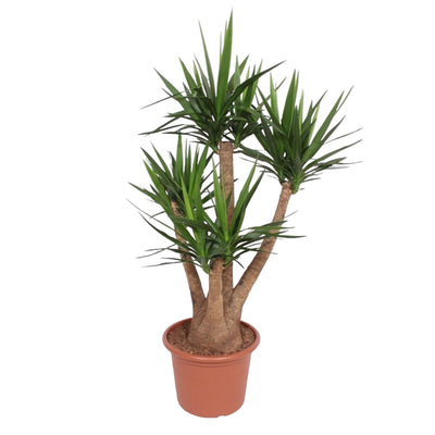 Verzweigte Elefantenfuß-Yucca (170 cm, Ø45)