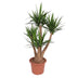 Verzweigte Elefantenfuß-Yucca (170 cm, Ø45) Bild 1