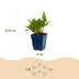 Green boutiQ - Perennial - Persicaria ampl. Rosea - Smartweed - Shade - Pink - 6 Plants - Pot 11cm - Height 15-25cm Bild 2