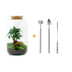 Flaschengarten Sven Bonsai DIY-Set mit Ficus Ginseng & Moos Bild 1