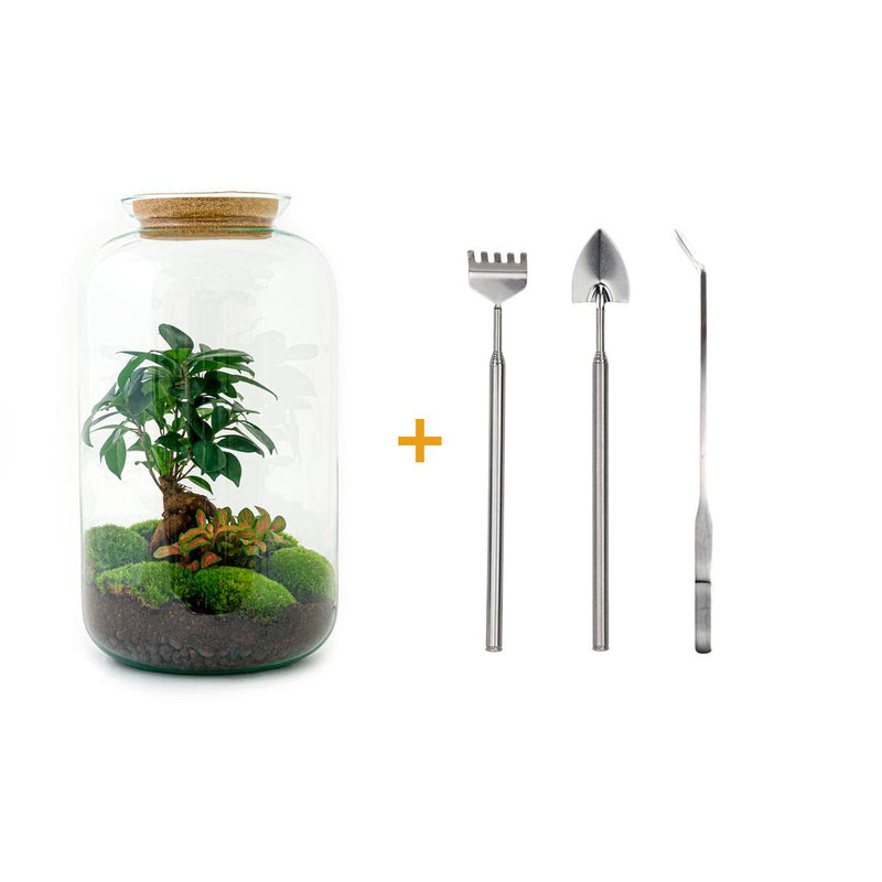 Flaschengarten Sven Bonsai DIY-Set mit Ficus Ginseng & Moos