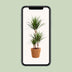 Dracaena Marginata (Ø21cm, ↕95cm) - Exotic Houseplant Bild 5