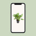 Aglaonema B.J. Freedman: Large, easy-care houseplant Ø24cm, 70cm high Bild 5