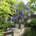 2x Blauregen 'Caroline' – Wisteria sinensis – 65cm hoch – Ø15cm Topf Bild 4