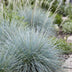 Green boutiQ - Perennials - Festuca glauca - Blue Fescue - Evergreen - Blue - 6 plants - Pot 11cm - Height 15-25cm Bild 5