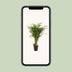 Dypsis Lutescens Areca Palm, 110cm tall, Ø21cm pot Bild 5
