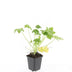 48x Geranium macr. 'Spessart' - Bodendecker, 10-25cm Bild 2