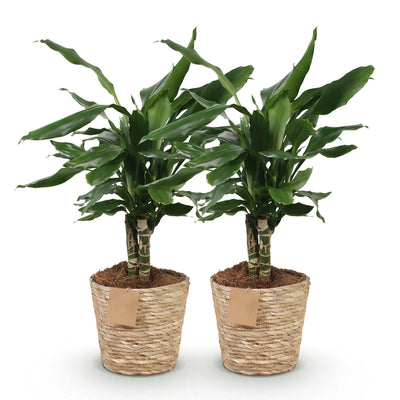 2x Dracaena fragrans Steudneri pflegeleicht im Korb