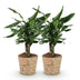2x Dracaena fragrans Steudneri pflegeleicht im Korb Bild 2
