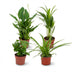 Luftreinigende Zimmerpflanzen-Set (Ø 12 cm, 30-40 cm H) Bild 1
