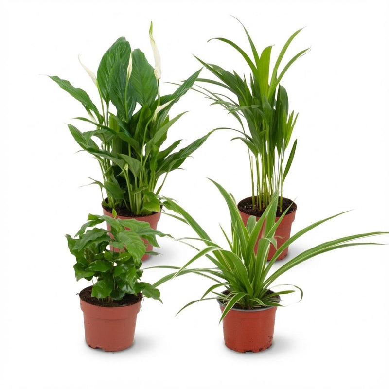 Luftreinigende Zimmerpflanzen-Set (Ø 12 cm, 30-40 cm H)