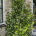 2x Sternjasmin 'Star of Venice' ↨65cm Ø15 Bild 1
