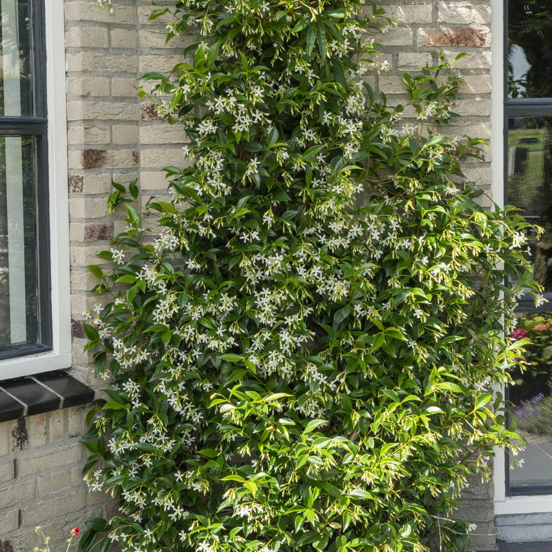 2x Sternjasmin 'Star of Venice' ↨65cm Ø15