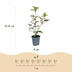 XXL Economy Bundle: 104x Green boutiQ Eleagnus ebbingei Compacta (Silverberry) - Evergreen Hedging Plants - Grey - 25-35cm (9cm Pot) Bild 2