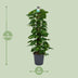 Scindapsus (Epipremnum) Pflanze, 120cm hoch, Ø24cm Topf Bild 2