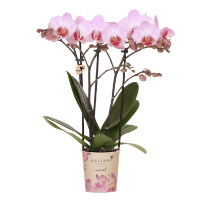 Rosa Antwerp Orchidee Geschenkset mit Übertopf