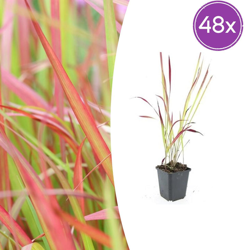 Imperata cylindrica 'Red Baron' Japanisches Blutgras, 10-25cm, 9cm Topf
