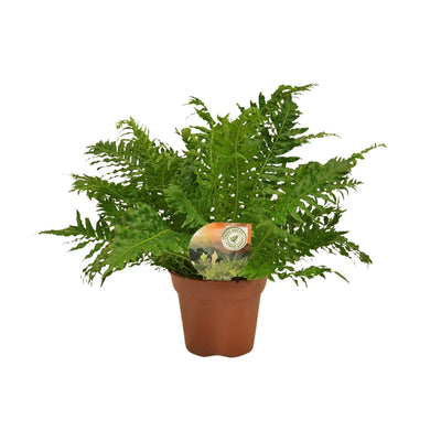 Blechnum Silver Lady Farn – Ø17cm – ↕50cm